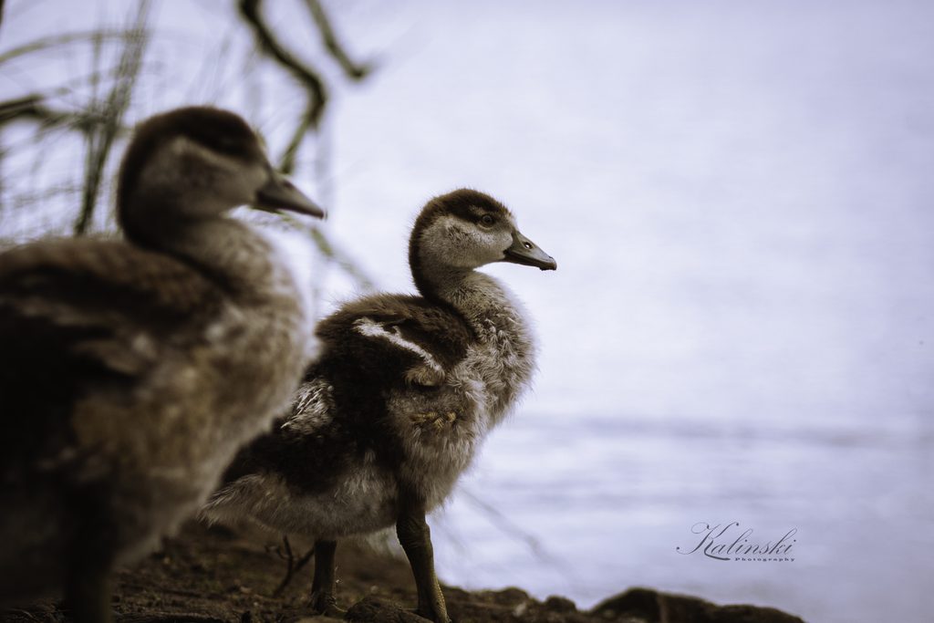 gosling